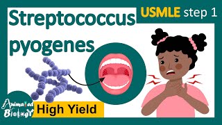 Streptococcus pyogenes  Streptococcal infection  Structure pathology and treatment options usmle [upl. by Atirahc696]