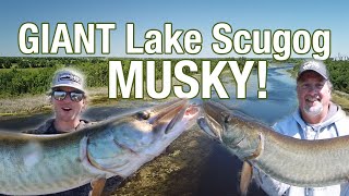 Giant Lake Scugog Musky [upl. by Ahseek]