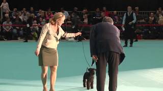 3  INTERNATIONAL HUNDEUDSTILLING  DOG SHOW 2018  HERNING  3 NOVEMBER [upl. by Allemaj]