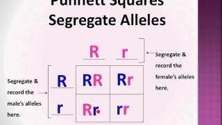 BioLect Punnett Squares P F1 amp F2 generations [upl. by Gilman]