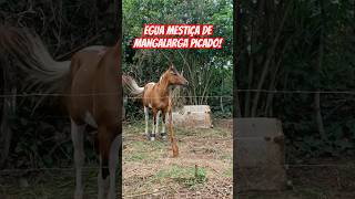 Égua de picado mestiça de mangalarga🏇🏻❤️👏🏻👏🏻🤩🏡🐎😍🫶 [upl. by Cand]