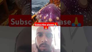 Birangi🙏 Sundari🙏 Machhali😯minivlog farmersfamily farmerlifefarmersprotest channelsubscribe 🙏🙏 [upl. by Haikezeh]