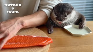 カワウソに巨大サーモンあげたら喜びすぎて大変なことに Otters Super Excited for Huge Salmon [upl. by Mandeville216]