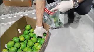 Miren esto ni para creer es limo DNCD interviene carga con 162 LIMONES de ceramica con cocaína [upl. by Denzil]