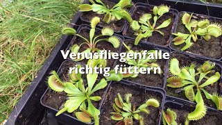 Venusfliegenfalle richtig füttern  Fleischfressende Pflanzen mit Spinnen Asseln usw füttern [upl. by Ainniz275]