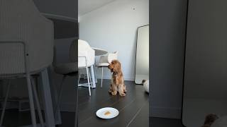 Putting my puppy to the test cockerspaniel foodchallenge puppy [upl. by Deer]