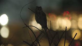 20240218 Longeared Owl [upl. by Dearman]