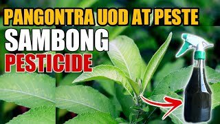 SAMBONG PESTICIDE PANLABAN SA MGA UOD AT IBA PANG PESTE SA HALAMAN [upl. by Wenz]