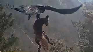 Golden Eagle Catch a Fox amp Flew into The Sky [upl. by Yovonnda]