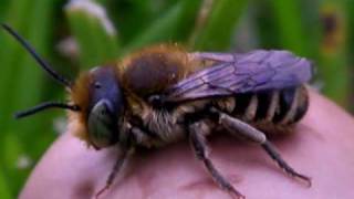 Resin Bee on Mushroom Gunbarrel Colorado [upl. by Ardnaskela918]