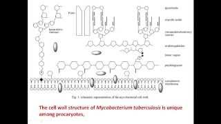 Membrane lipid content of Mycobacterium tuberculosis [upl. by Hum567]