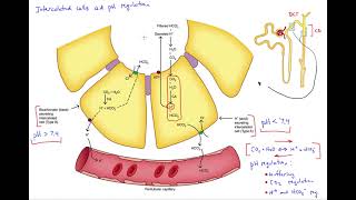 Intercalated cells aid pH regulation [upl. by Ettenirt]