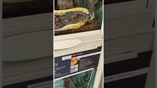 Royal Pythons are not cheap at PetSmart [upl. by Imuy]