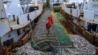 Big Net fishing Trawler fishing in the Sea  Factory Processing on a frozen fishing boat [upl. by Vogeley]