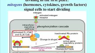 344 Retinoblastoma Rb Oncogene Gene Encodes Regulatory Subunit of a Transcription Factor [upl. by Eanram]