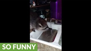 Raccoon helps wash the dishes [upl. by Audre]