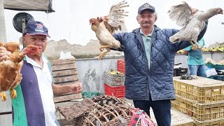 FEIRA DA GALINHA EM AGRESTINAPE 02062023 nordeste [upl. by Burack]