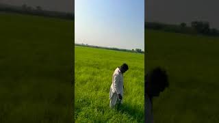 New Rhodes Grass field ready to Cut  rhodes grass animal feed agriculture rhodesgrass [upl. by Anieral]