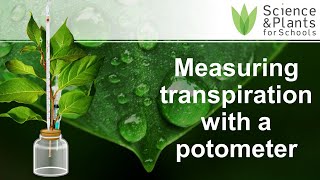 Measuring transpiration using a potometer  Alevel core practical 💧🪴 [upl. by Cart]