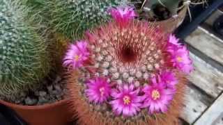 My three Mammillaria Spinosissima Cacti in shocking pink bloom May 2014 [upl. by Charyl]