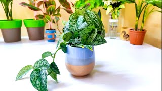 Complete Guide Care and Info to Repotting Your Scindapsus PlantSatin Pothos [upl. by Ribak]