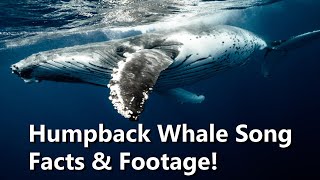 Humpback Whale Songs and Sounds  Facts and Footage [upl. by Mavis]