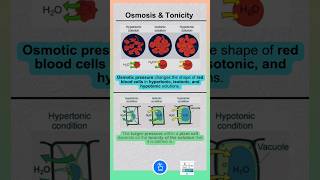 Osmosis and Tonicity [upl. by Anitnas]