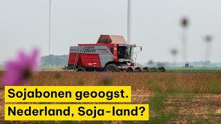 Biologische sojabonen geoogst Nederland sojaland [upl. by Zima]