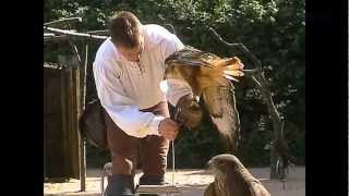 A la découverte des rapaces à la Fauconnerie du PuyduFou [upl. by Atlante]