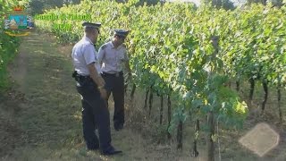 Brunello di Montalcino contraffatto sequestrati nel senese 165mila litri di DOCG falso [upl. by Roane518]