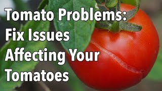 Tomato Problems Fix Issues Affecting Your Tomatoes [upl. by Notlil]