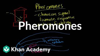 Pheromones  Processing the Environment  MCAT  Khan Academy [upl. by Yerrot]