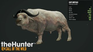 05 Percent Very Rare Fur Leucistic Cape Bufallo wa Lucky Heart Shot thegamingzed cotw ultrarare [upl. by Jacquet]