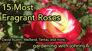 15 Most Fragrant Roses  David Austin Meilland Tantau and others [upl. by Aicenet973]