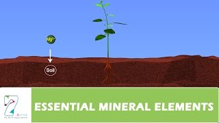 ESSENTIAL MINERAL ELEMENTSPART 03 [upl. by Anerac]