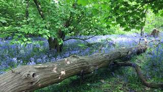 Stunning Bluebell Wood in Spring Soothing Sounds of Nature  Birds Singing [upl. by Zerlina389]