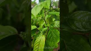 Bunga Kenanga  Ylang Ylang flower tamil tourismmalaysia nature [upl. by Dazhahs]