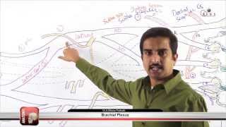 Brachial Plexus Part  3  gims medical video lectures [upl. by Esme]