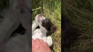 Springer Spaniel Puppy puppy [upl. by Urania280]