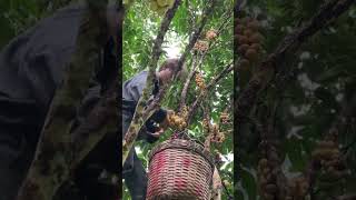 Do you know these fruits shorts harvesting harvest growfood asmr country [upl. by Nwahsyar]