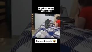 Mi gato el menos vengativo [upl. by Yak]