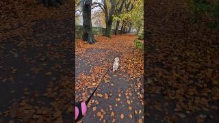 Puppy and Rusty on a Autumn walk somewhere in England [upl. by Nylarahs839]