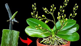 Secret Elixir That Makes Orchid Roots Sprout And Bloom Profusely [upl. by Ydurt673]