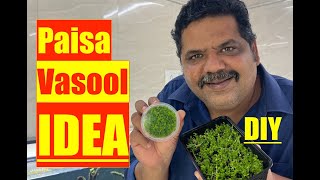 How to Grow FREE CARPET Plants  Planted Aquarium  Mayur Dev Aquascaper  DIY Ideas [upl. by Cynarra]