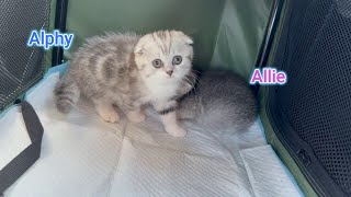 Scottish Fold kittens 8weeks old first car ride home [upl. by Acihsay]