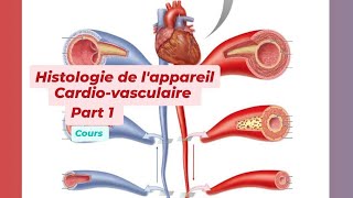 HISTOLOGIE DE LAPPAREIL CARDIO VASCULAIRE Part 1 [upl. by Pettiford]