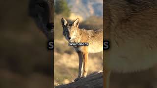 Coyote Facts You Didnt Know 🤯 animals love nature [upl. by Atiras]