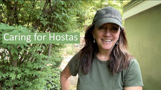 Caring for Hostas in your Garden [upl. by Anitsirk]