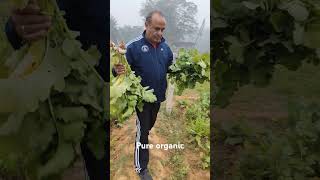 Organic fresh direct from soilagro haryana farming usharajfoundation [upl. by Deborah]