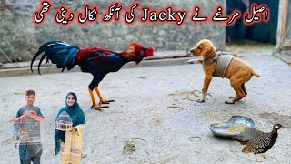 Aseel Murgha Vs Dog puppy Fight  Village Girl daily vlogs  Ammara Pets vlog [upl. by Lorette]